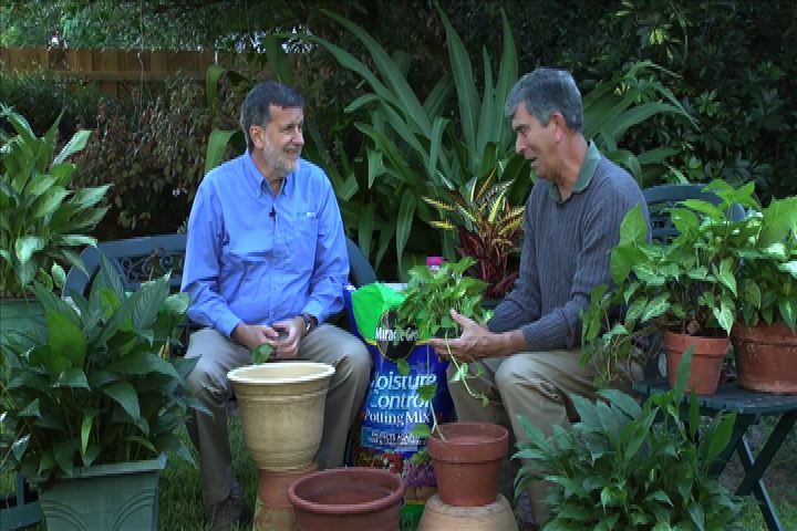 Bringing Plants Indoors