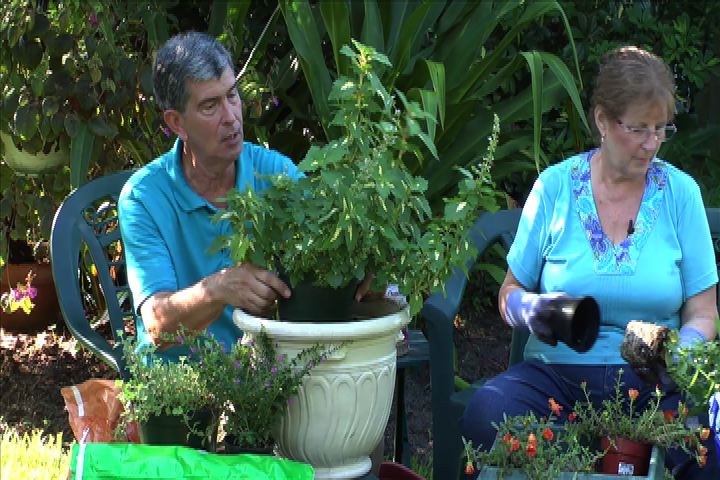 Fall Container Planting