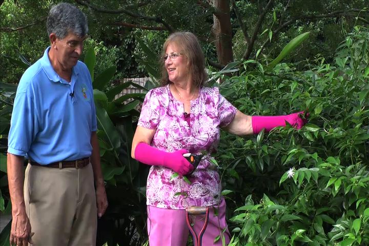 Landscape Pruning