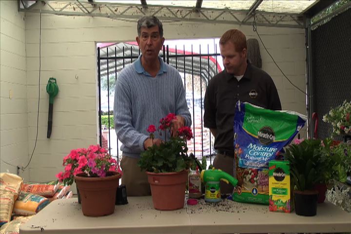 Potting Plants