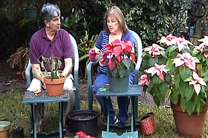 Save the Poinsettias!